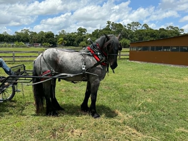 Trekpaard Ruin 4 Jaar 170 cm Roan-Blue in Loxahatchee