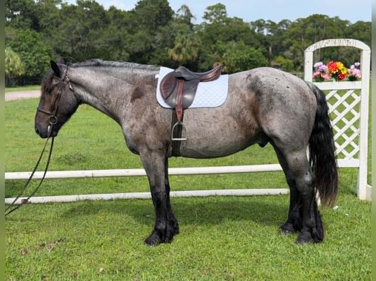 Trekpaard Ruin 4 Jaar 170 cm Roan-Blue in Loxahatchee