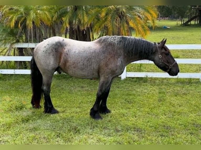 Trekpaard Ruin 4 Jaar 170 cm Roan-Blue in Loxahatchee
