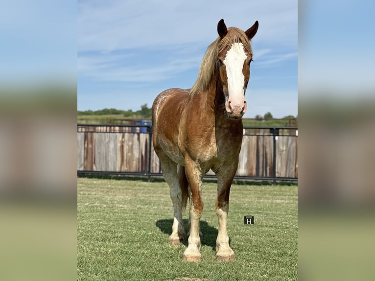 Trekpaard Mix Ruin 4 Jaar 173 cm Roodvos in Jacksboro