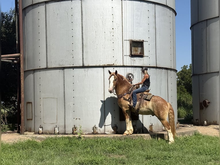 Trekpaard Mix Ruin 4 Jaar 173 cm Roodvos in Jacksboro