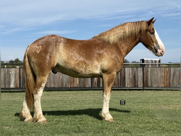 Trekpaard Mix Ruin 4 Jaar 173 cm Roodvos in Jacksboro