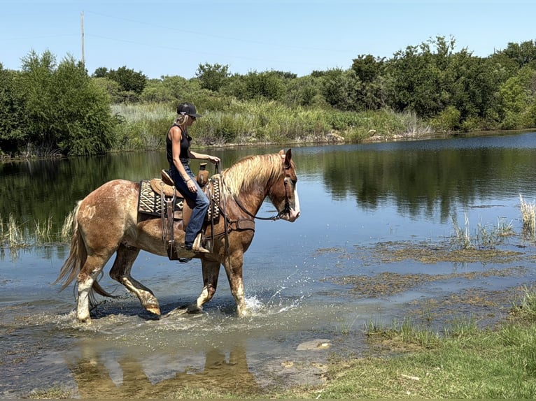 Trekpaard Mix Ruin 4 Jaar 173 cm Roodvos in Jacksboro