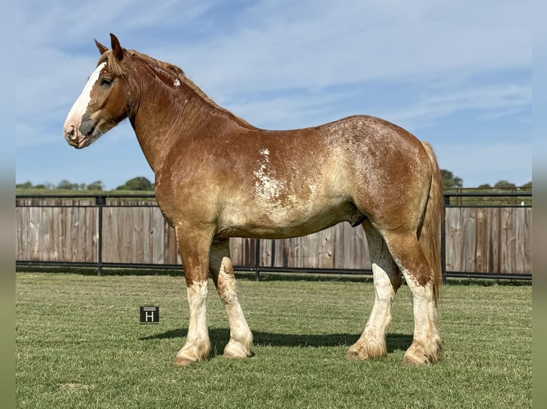 Trekpaard Mix Ruin 4 Jaar 173 cm Roodvos in Jacksboro