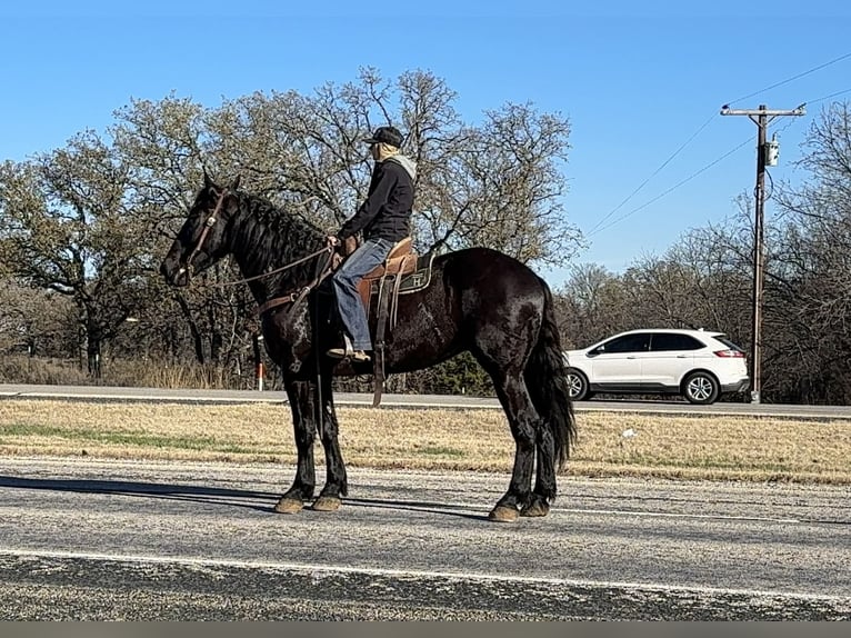 Trekpaard Ruin 4 Jaar 175 cm Zwart in Jacksboro, TX