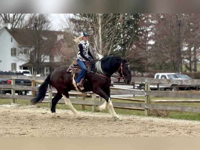 Trekpaard Mix Ruin 4 Jaar 178 cm Gevlekt-paard in Gap