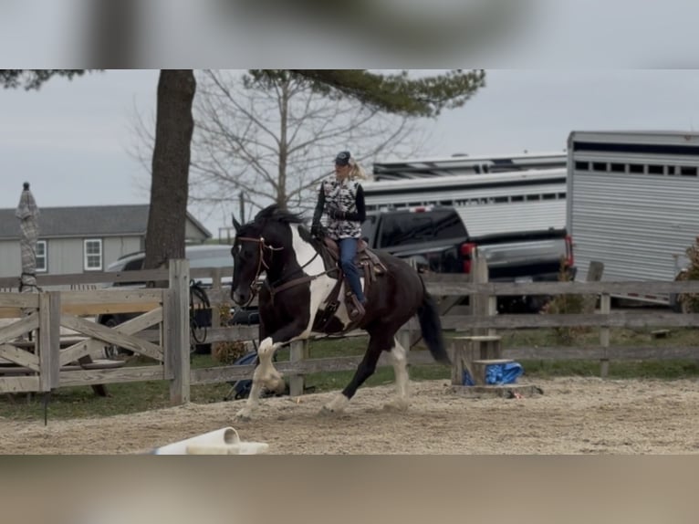 Trekpaard Mix Ruin 4 Jaar 178 cm Gevlekt-paard in Gap