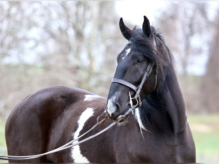 Trekpaard Mix Ruin 4 Jaar 178 cm Gevlekt-paard in Gap