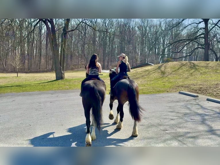 Trekpaard Mix Ruin 4 Jaar 178 cm Gevlekt-paard in Gap