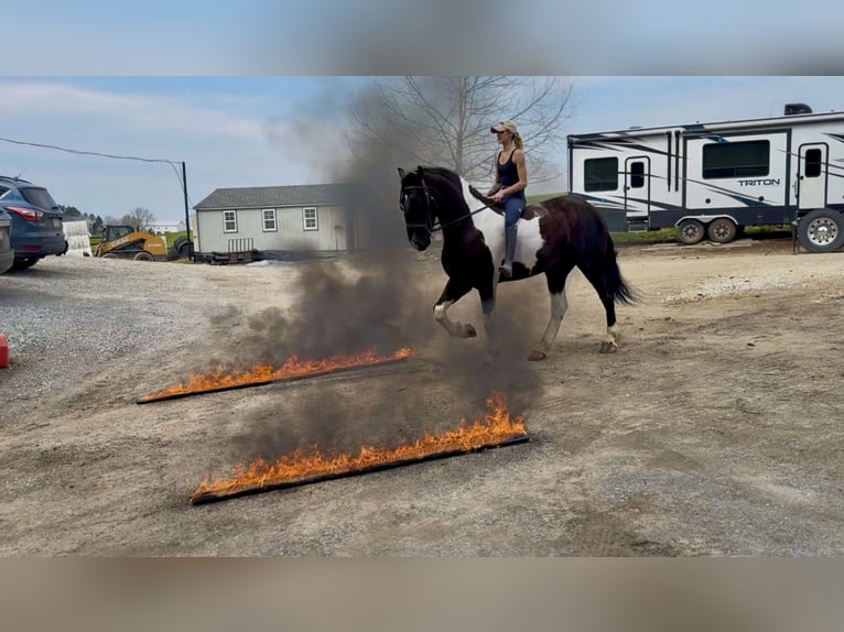 Trekpaard Mix Ruin 4 Jaar 178 cm Gevlekt-paard in Gap