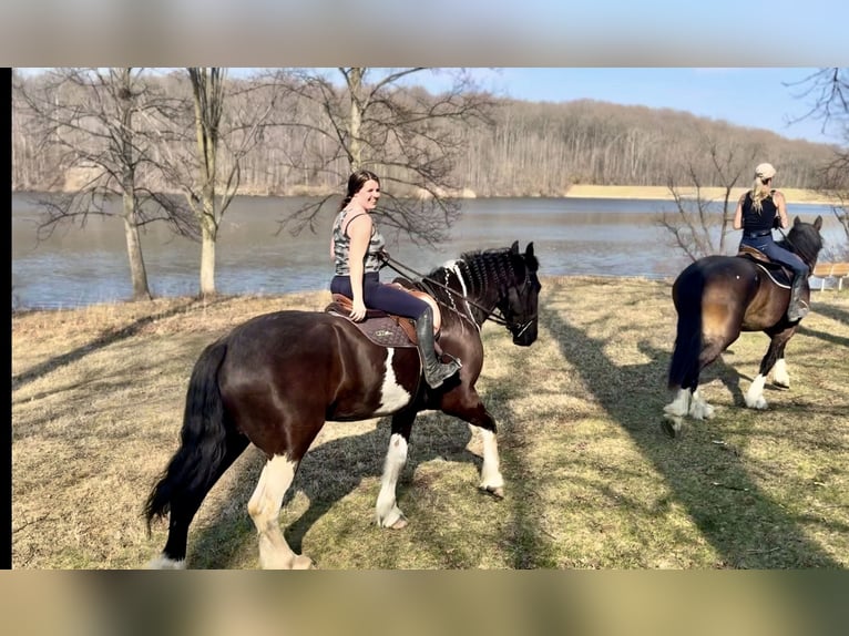 Trekpaard Mix Ruin 4 Jaar 178 cm Gevlekt-paard in Gap