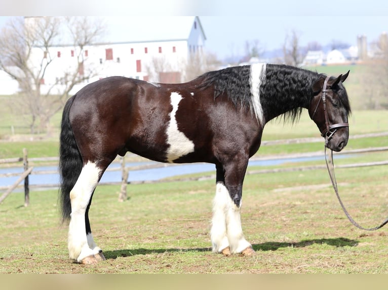 Trekpaard Mix Ruin 4 Jaar 178 cm Gevlekt-paard in Gap