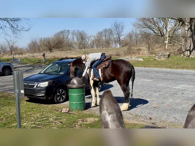 Trekpaard Mix Ruin 4 Jaar 178 cm Gevlekt-paard in Gap