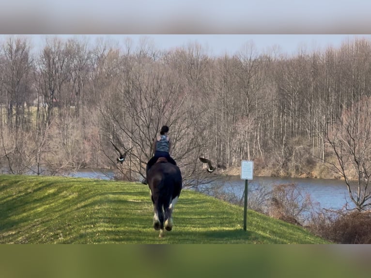 Trekpaard Mix Ruin 4 Jaar 178 cm Gevlekt-paard in Gap