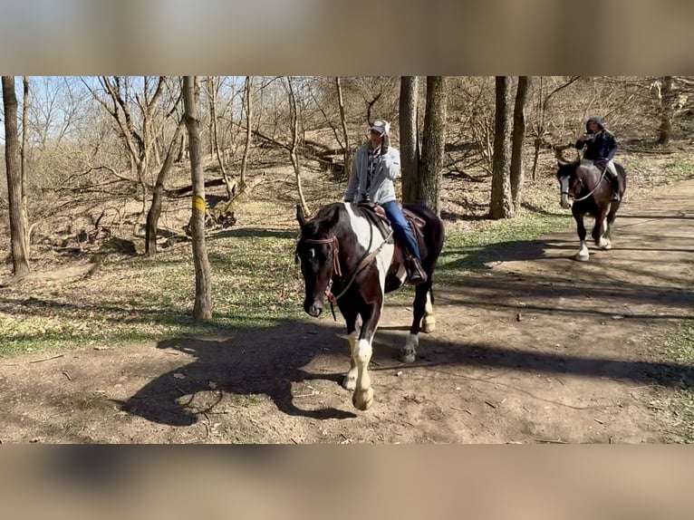 Trekpaard Mix Ruin 4 Jaar 178 cm Gevlekt-paard in Gap