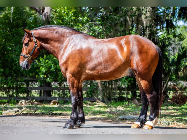 Trekpaard Mix Ruin 4 Jaar 183 cm Roodbruin in Ocala, FL