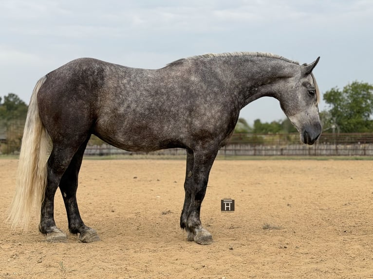 Trekpaard Mix Ruin 4 Jaar Appelschimmel in Weatherford
