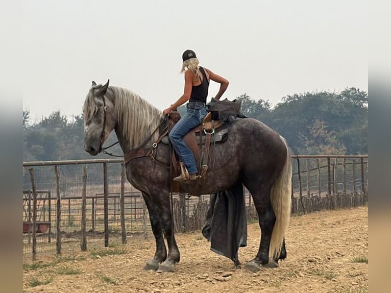 Trekpaard Mix Ruin 4 Jaar Appelschimmel in Weatherford