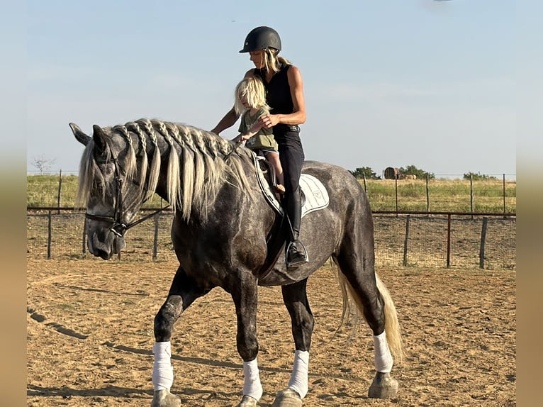 Trekpaard Mix Ruin 4 Jaar Appelschimmel in Weatherford