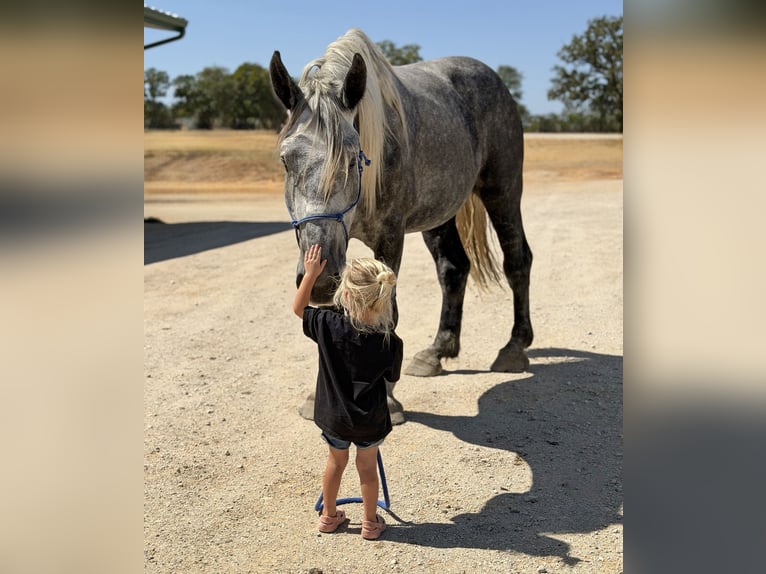 Trekpaard Mix Ruin 4 Jaar Appelschimmel in Weatherford