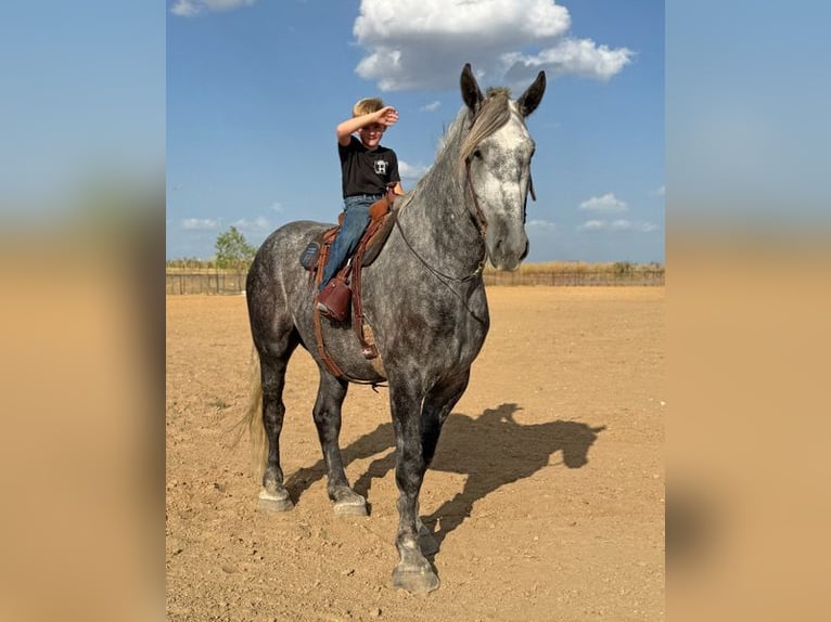 Trekpaard Mix Ruin 4 Jaar Appelschimmel in Weatherford