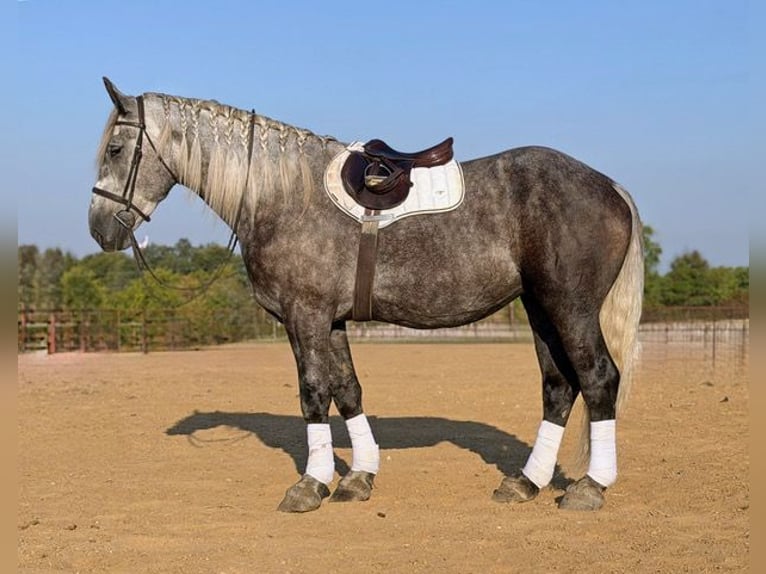 Trekpaard Mix Ruin 4 Jaar Appelschimmel in Weatherford