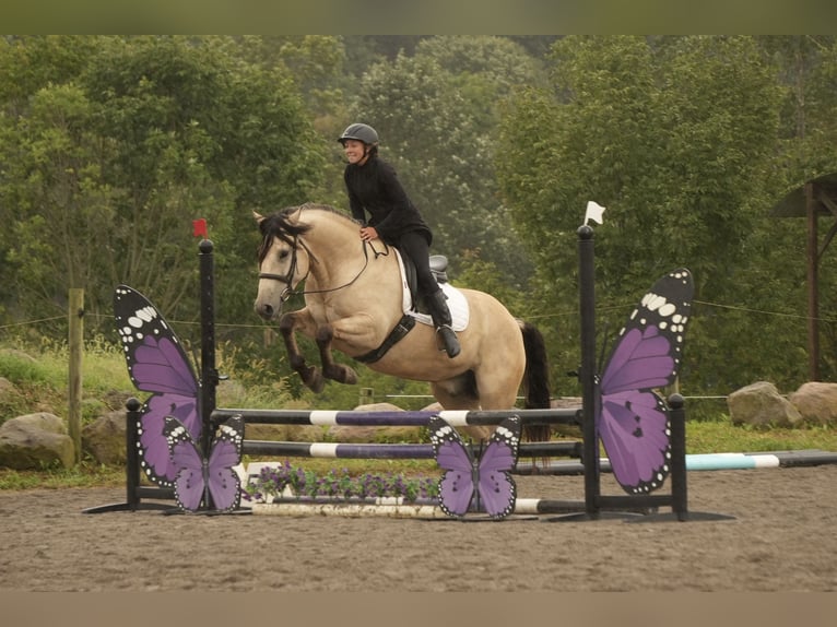 Trekpaard Mix Ruin 4 Jaar Buckskin in Fresno