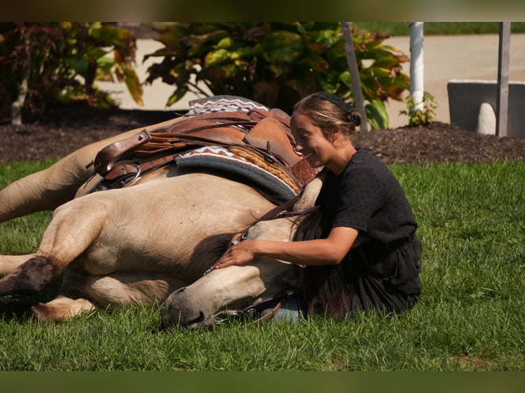 Trekpaard Mix Ruin 4 Jaar Buckskin in Fresno