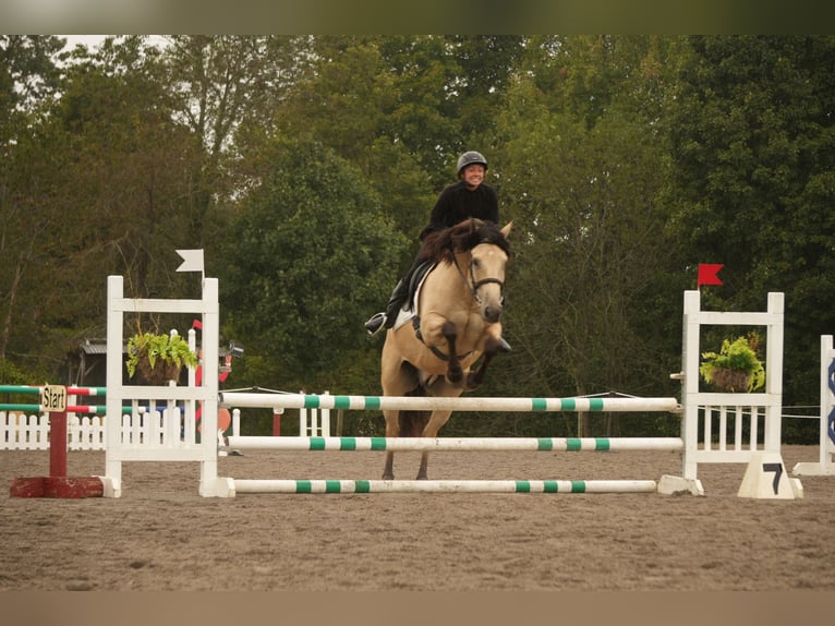 Trekpaard Mix Ruin 4 Jaar Buckskin in Fresno