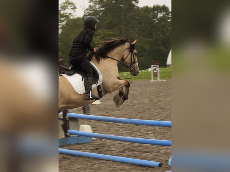 Trekpaard Mix Ruin 4 Jaar Buckskin in Fresno