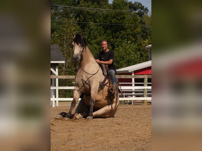 Trekpaard Mix Ruin 4 Jaar Buckskin in Fresno