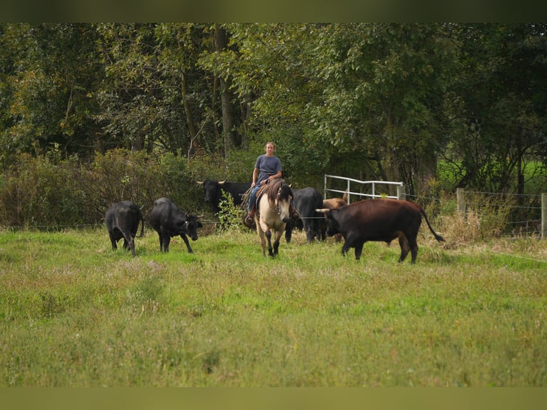 Trekpaard Mix Ruin 4 Jaar Buckskin in Fresno
