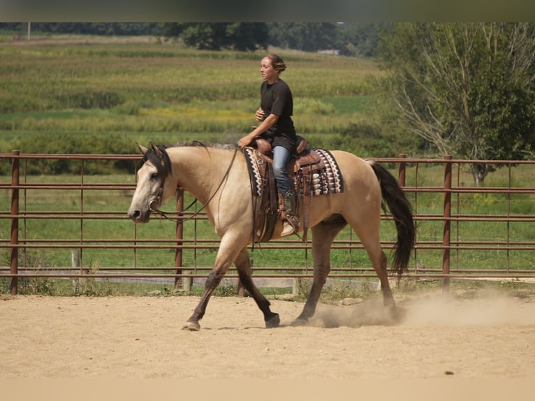 Trekpaard Mix Ruin 4 Jaar Buckskin in Fresno