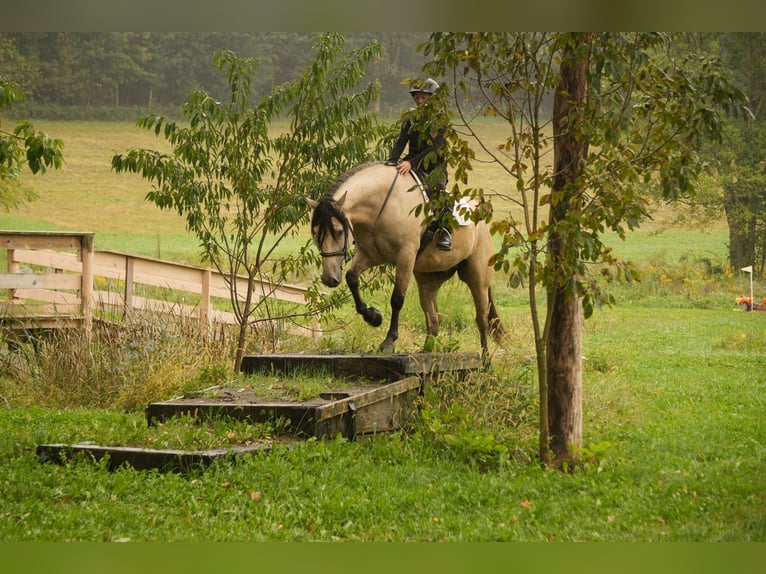 Trekpaard Mix Ruin 4 Jaar Buckskin in Fresno