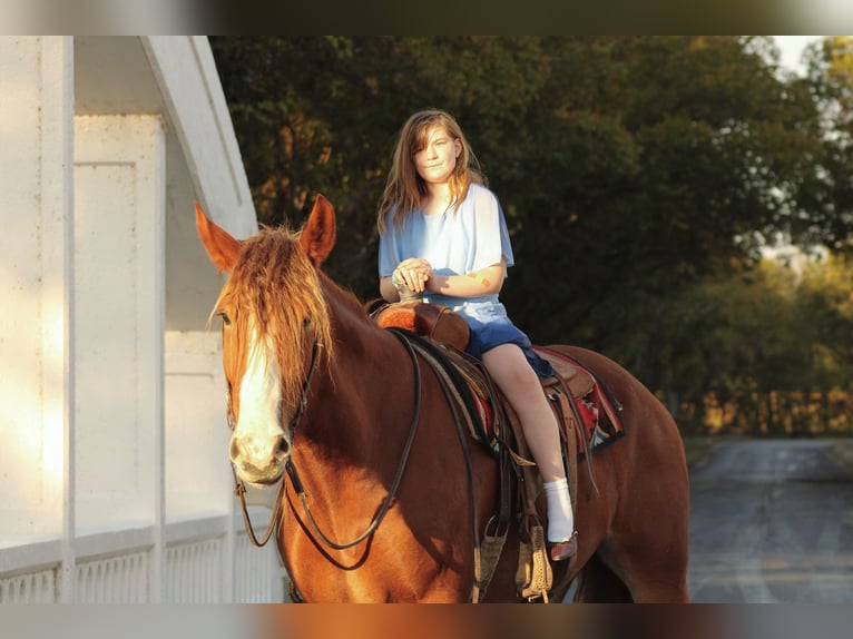 Trekpaard Mix Ruin 4 Jaar Donkere-vos in Baxter Springs
