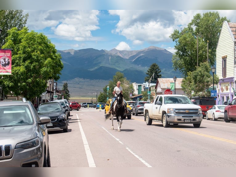 Trekpaard Mix Ruin 4 Jaar Gevlekt-paard in Westcliffe
