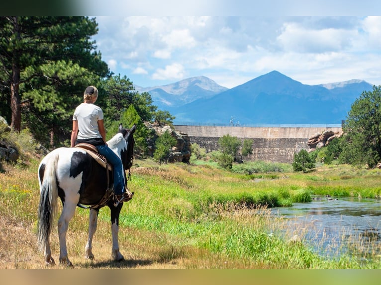 Trekpaard Mix Ruin 4 Jaar Gevlekt-paard in Westcliffe