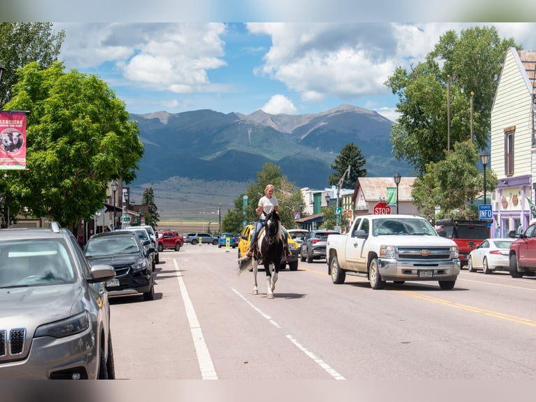 Trekpaard Mix Ruin 4 Jaar Gevlekt-paard in Westcliffe