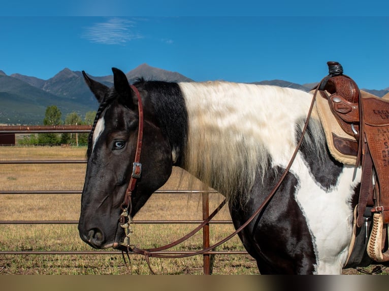 Trekpaard Mix Ruin 4 Jaar Gevlekt-paard in Westcliffe