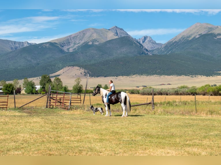 Trekpaard Mix Ruin 4 Jaar Gevlekt-paard in Westcliffe