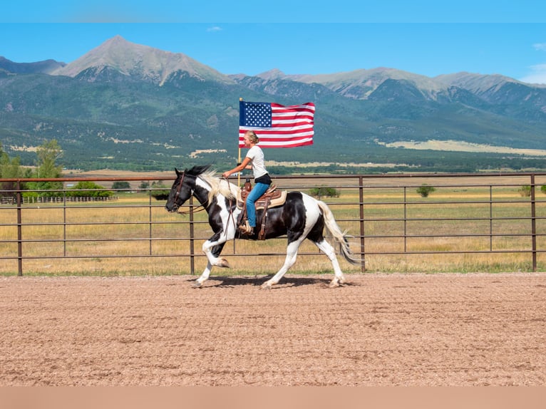 Trekpaard Mix Ruin 4 Jaar Gevlekt-paard in Westcliffe
