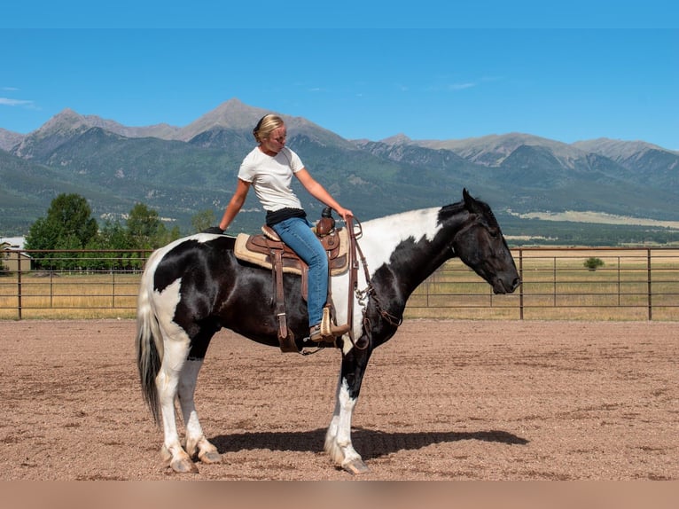 Trekpaard Mix Ruin 4 Jaar Gevlekt-paard in Westcliffe