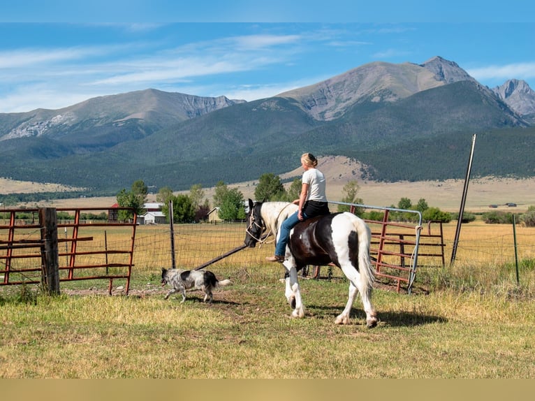 Trekpaard Mix Ruin 4 Jaar Gevlekt-paard in Westcliffe