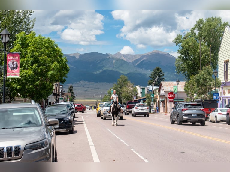 Trekpaard Mix Ruin 4 Jaar Gevlekt-paard in Westcliffe