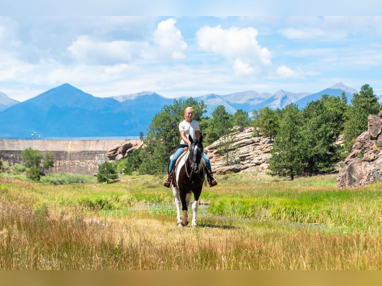 Trekpaard Mix Ruin 4 Jaar Gevlekt-paard in Westcliffe