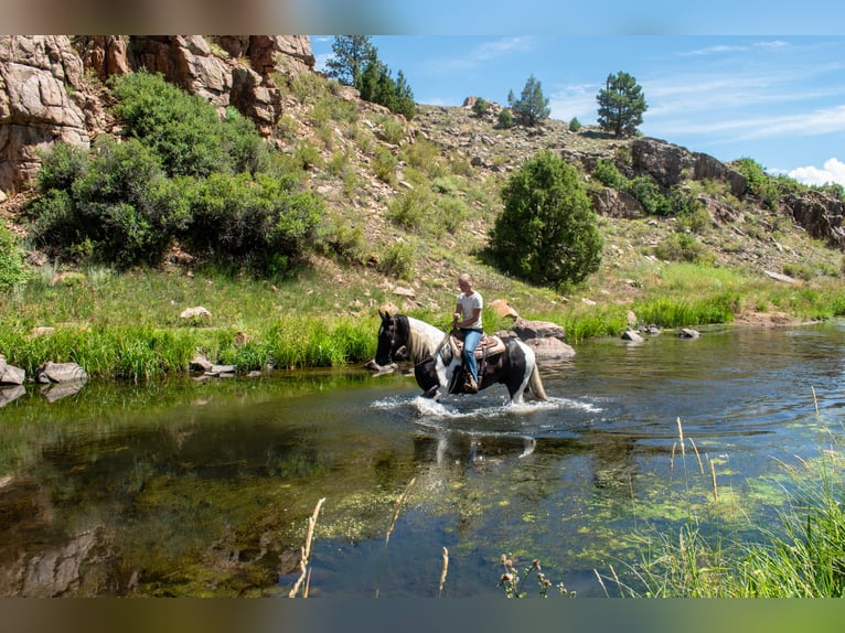 Trekpaard Mix Ruin 4 Jaar Gevlekt-paard in Westcliffe
