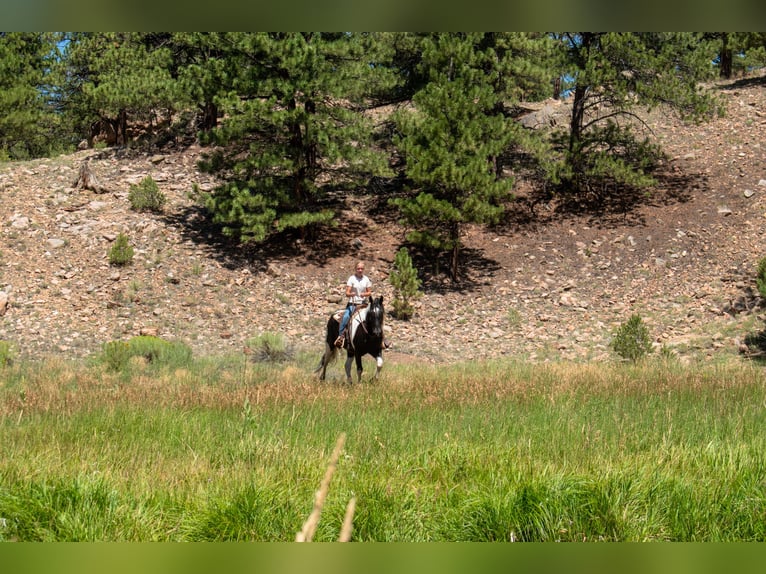 Trekpaard Mix Ruin 4 Jaar Gevlekt-paard in Westcliffe