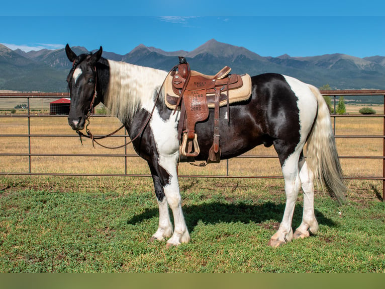 Trekpaard Mix Ruin 4 Jaar Gevlekt-paard in Westcliffe