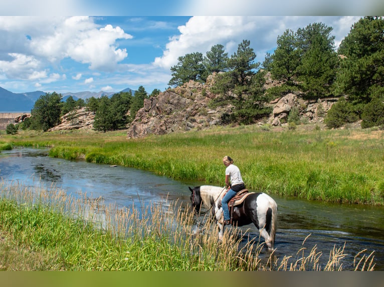 Trekpaard Mix Ruin 4 Jaar Gevlekt-paard in Westcliffe