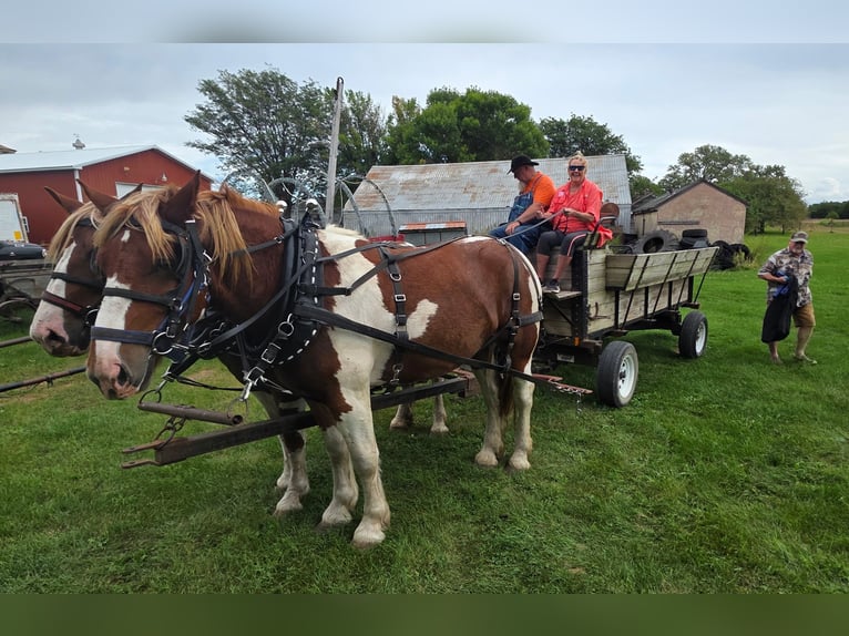 Trekpaard Mix Ruin 4 Jaar Gevlekt-paard in Dennison